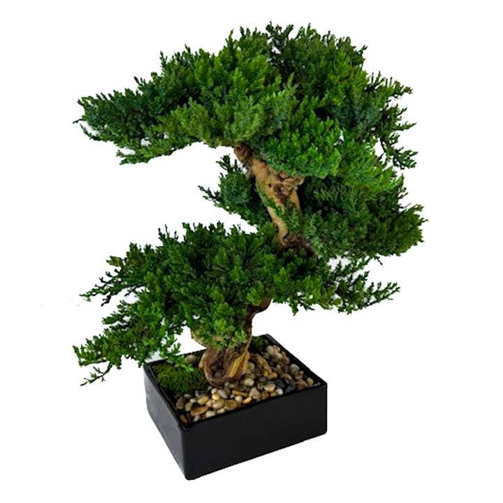 Triple Monterey Bonsai Carats Mcallen, TX
